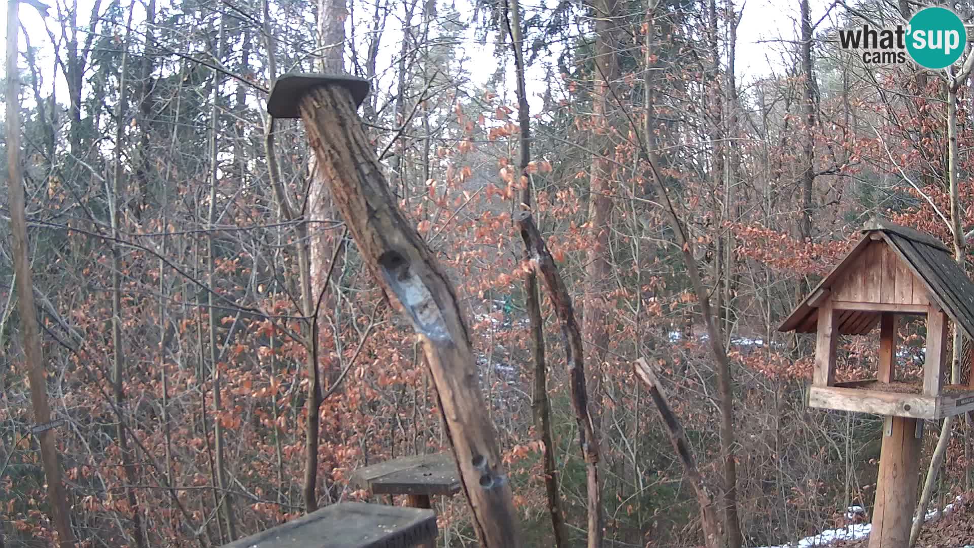 Vogelfutterhäuschen im ZOO webcam Ljubljana