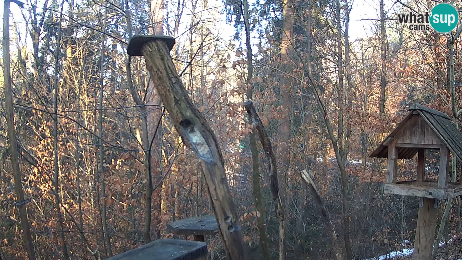 Mangeoires pour oiseaux au ZOO live webcam Ljubljana