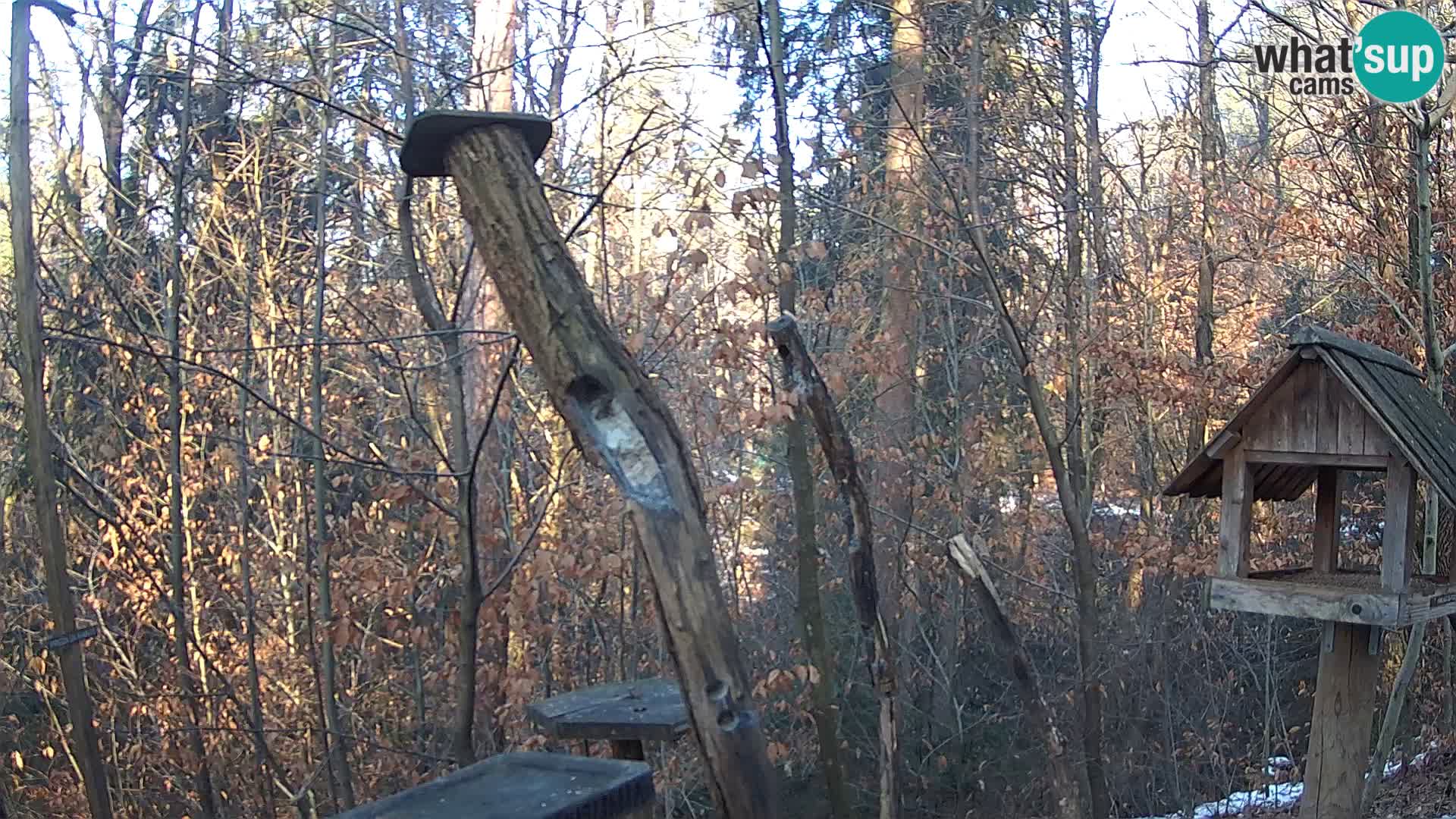 Mangeoires pour oiseaux au ZOO live webcam Ljubljana