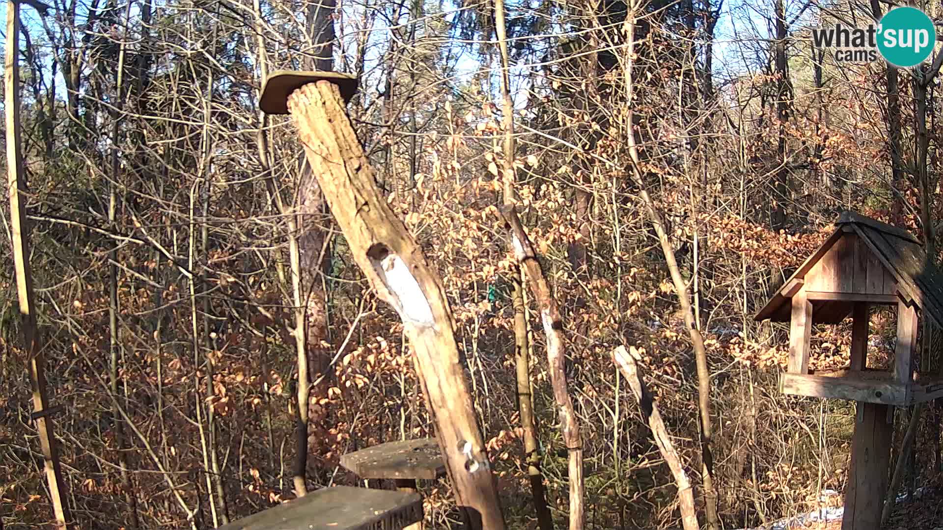 Bird feeders at ZOO Ljubljana webcam