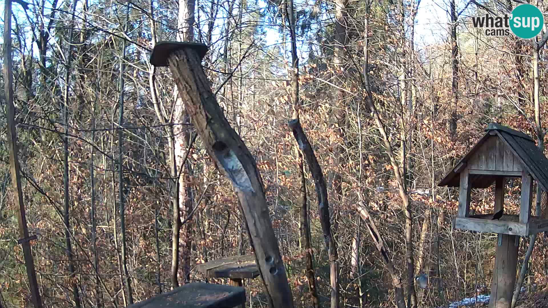 Bird feeders at ZOO Ljubljana webcam