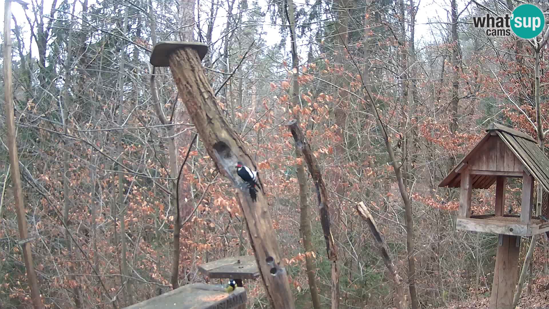 Mangeoires pour oiseaux au ZOO live webcam Ljubljana