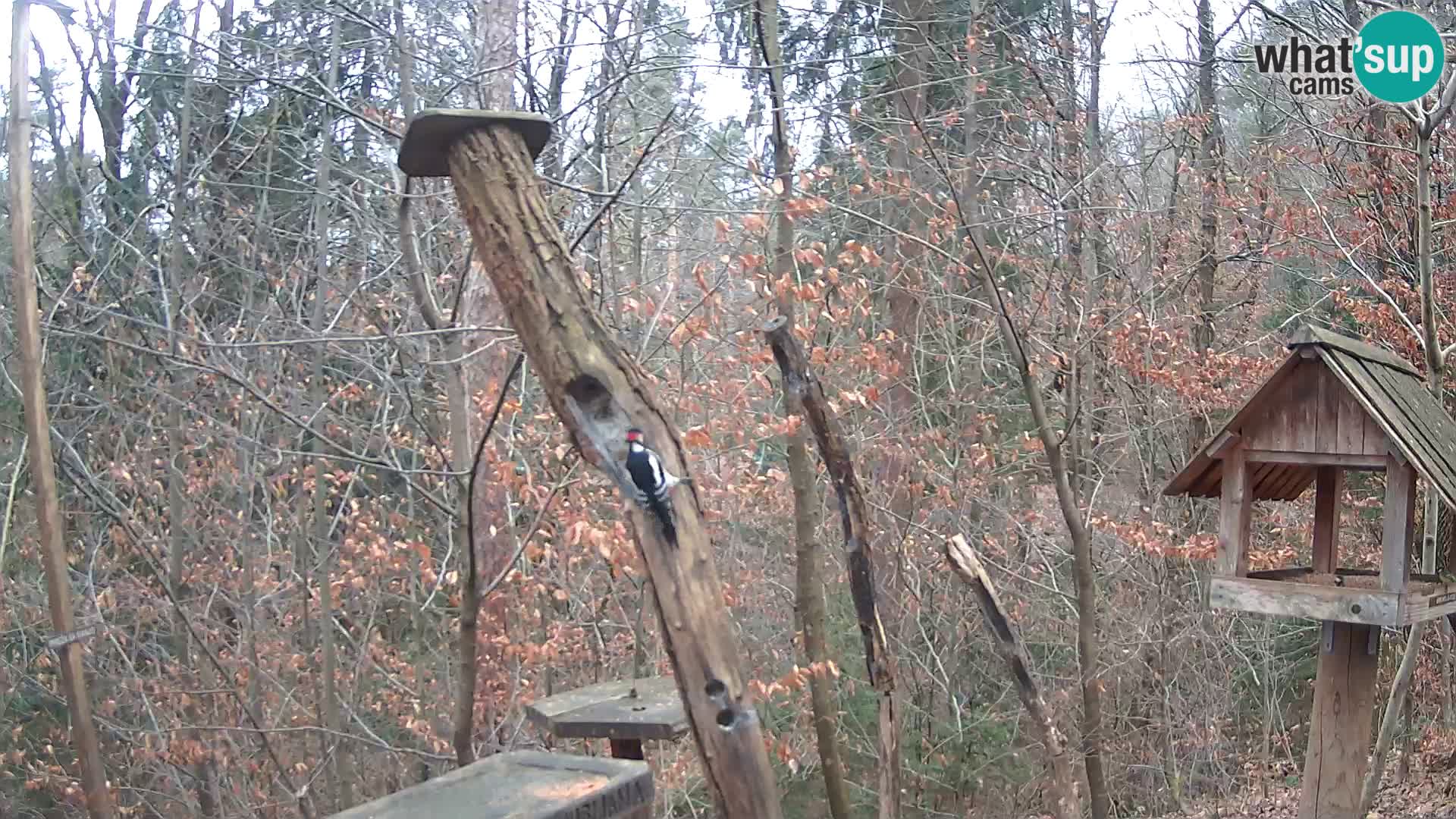 Vogelfutterhäuschen im ZOO webcam Ljubljana