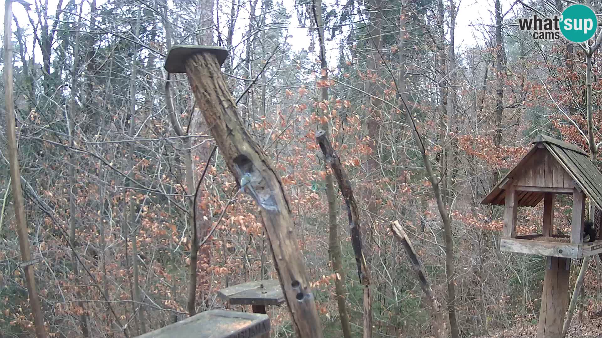 Vogelfutterhäuschen im ZOO webcam Ljubljana