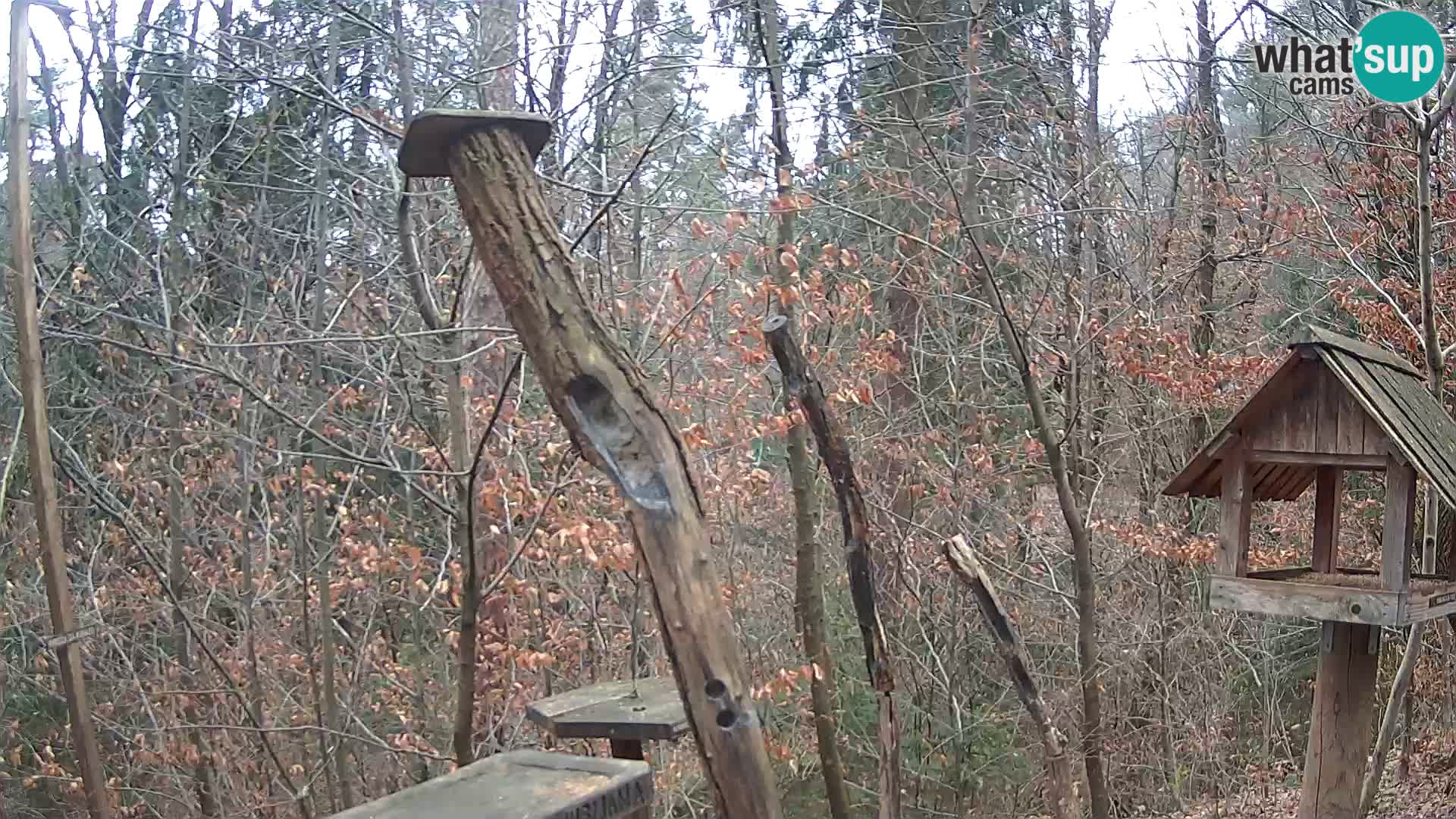 Krmilnice za ptiče v ZOO Ljubljana spletna kamera