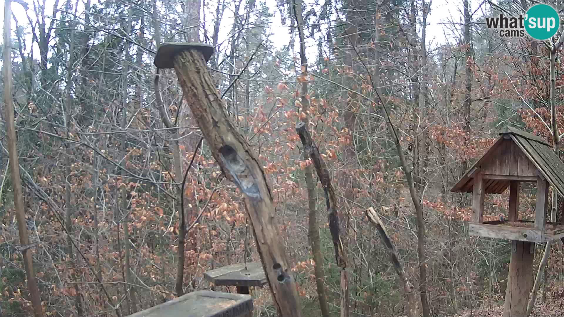 Bird feeders at ZOO Ljubljana webcam