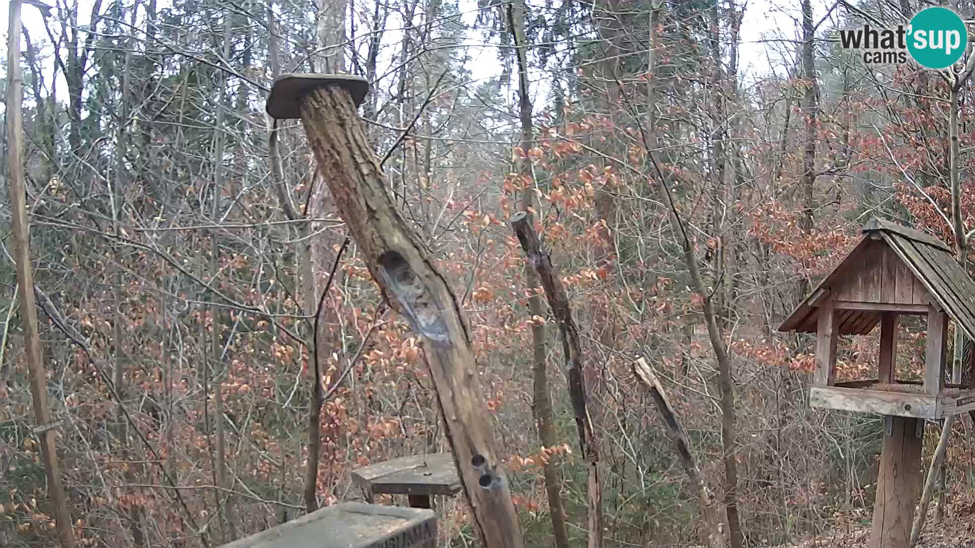 Krmilnice za ptiče v ZOO Ljubljana spletna kamera