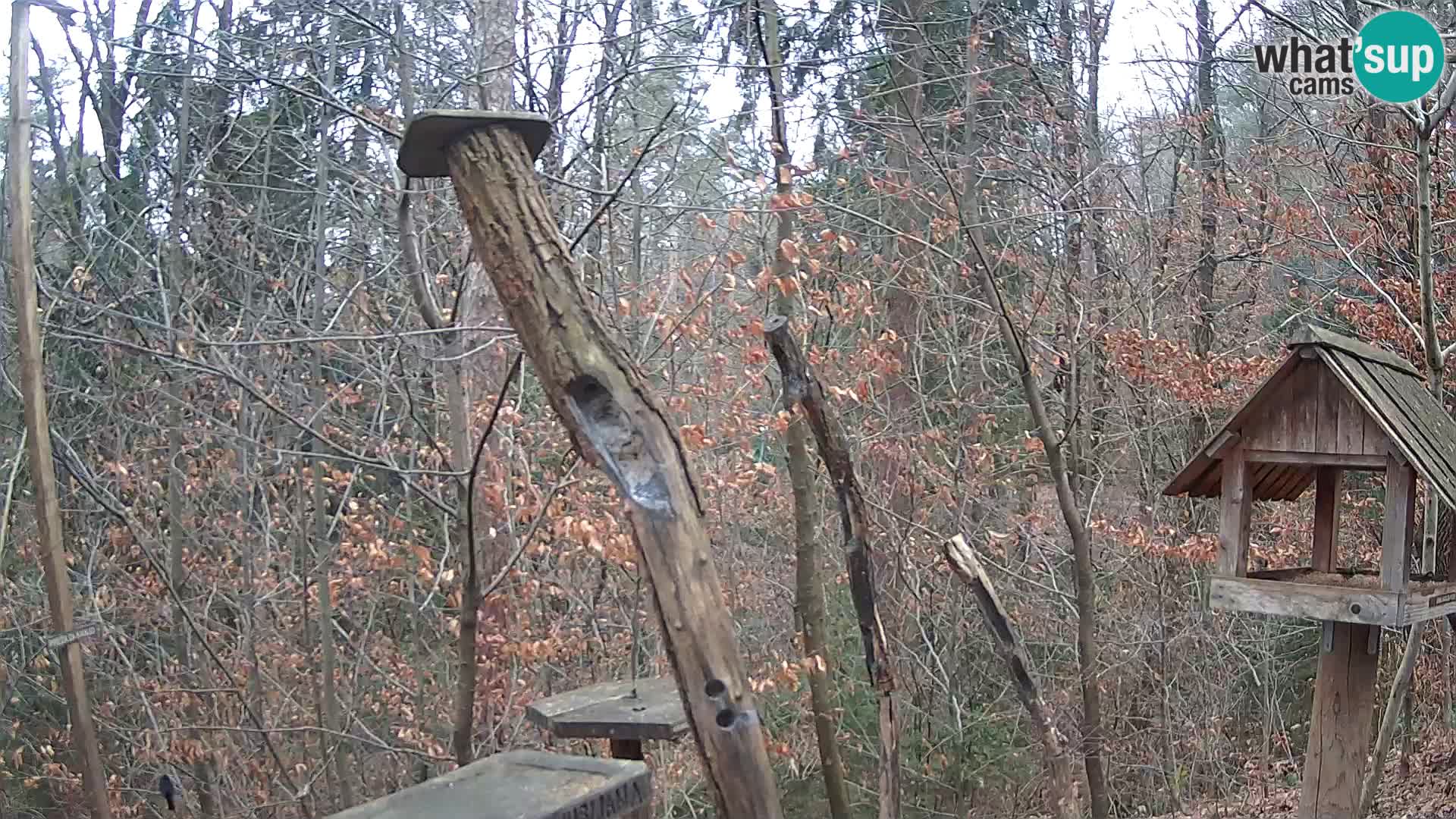 Mangeoires pour oiseaux au ZOO live webcam Ljubljana