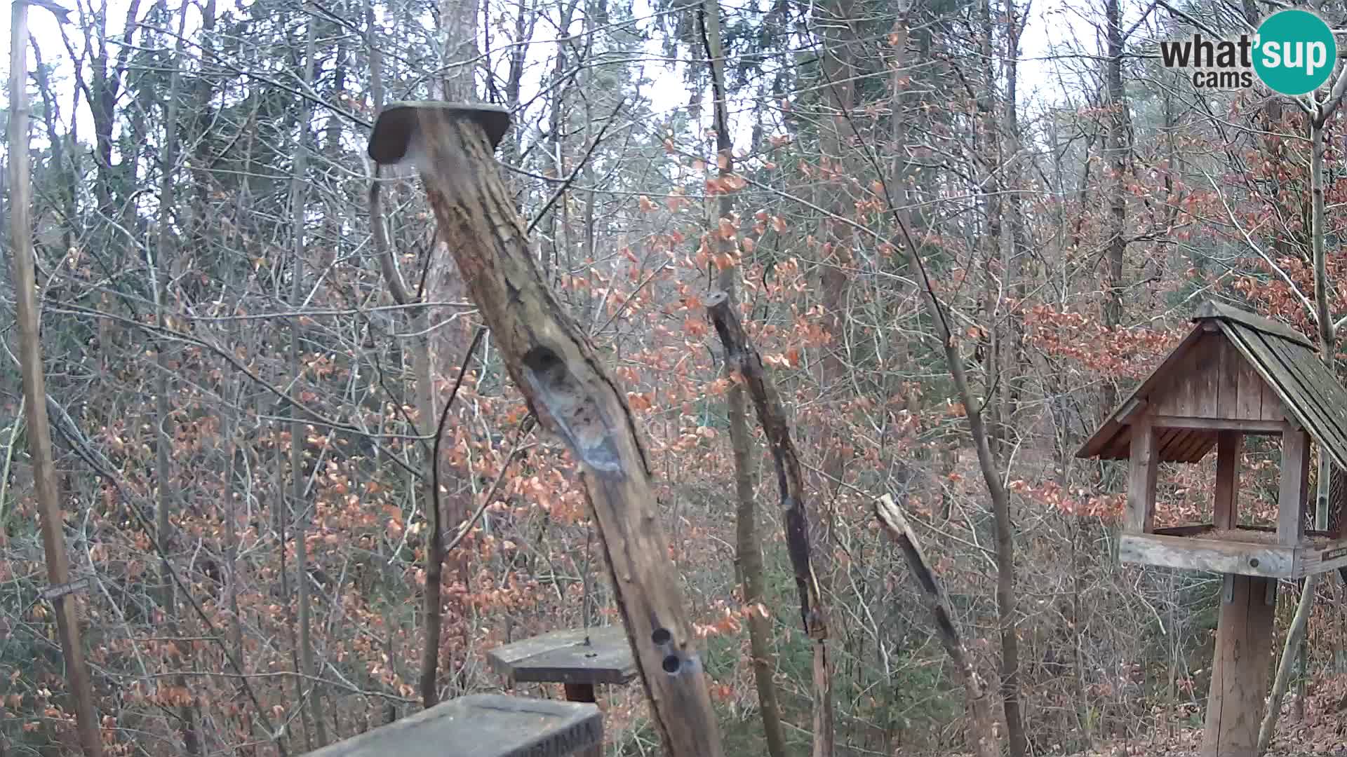 Comederos para pájaros en ZOO Ljubljana camera en vivo