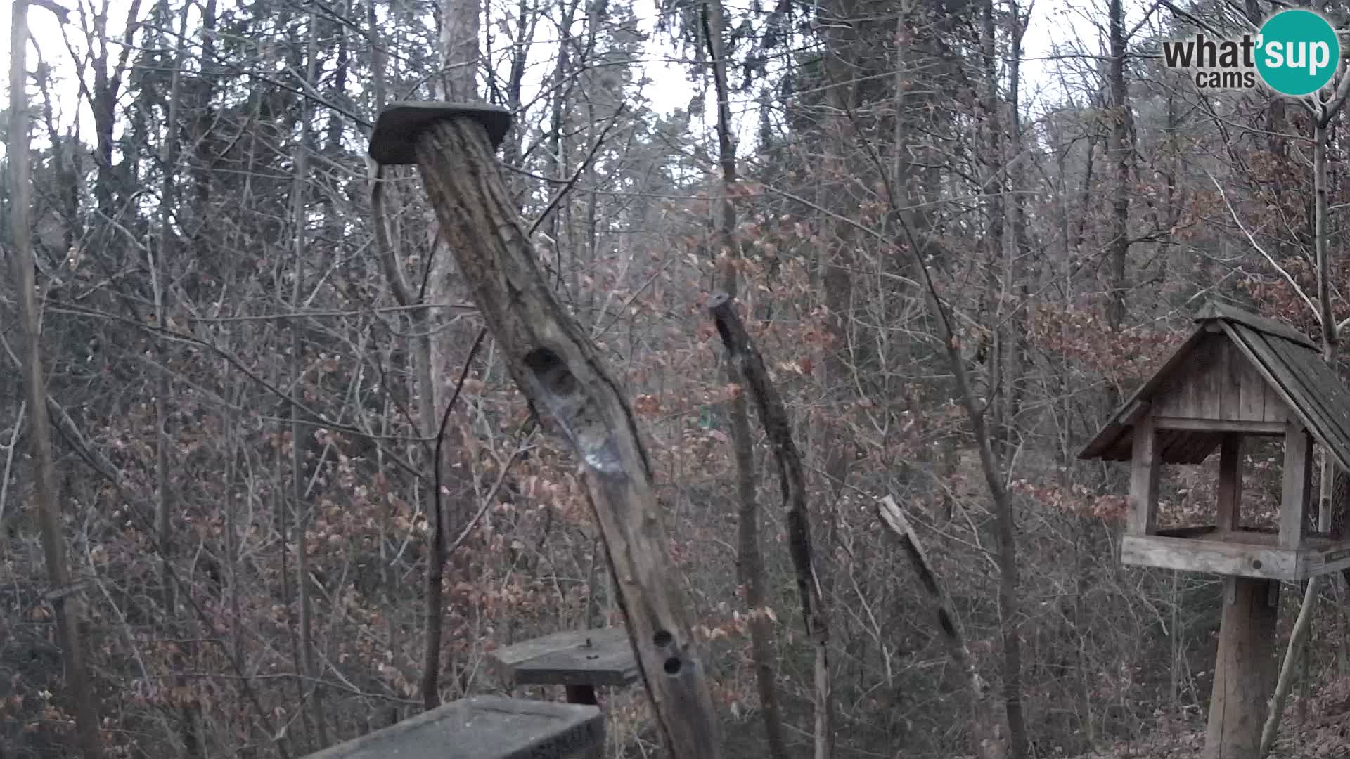 Bird feeders at ZOO Ljubljana webcam