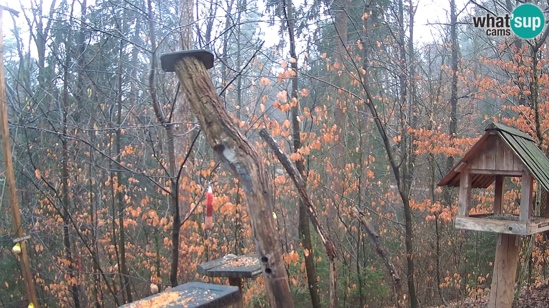 Bird feeders at ZOO Ljubljana webcam