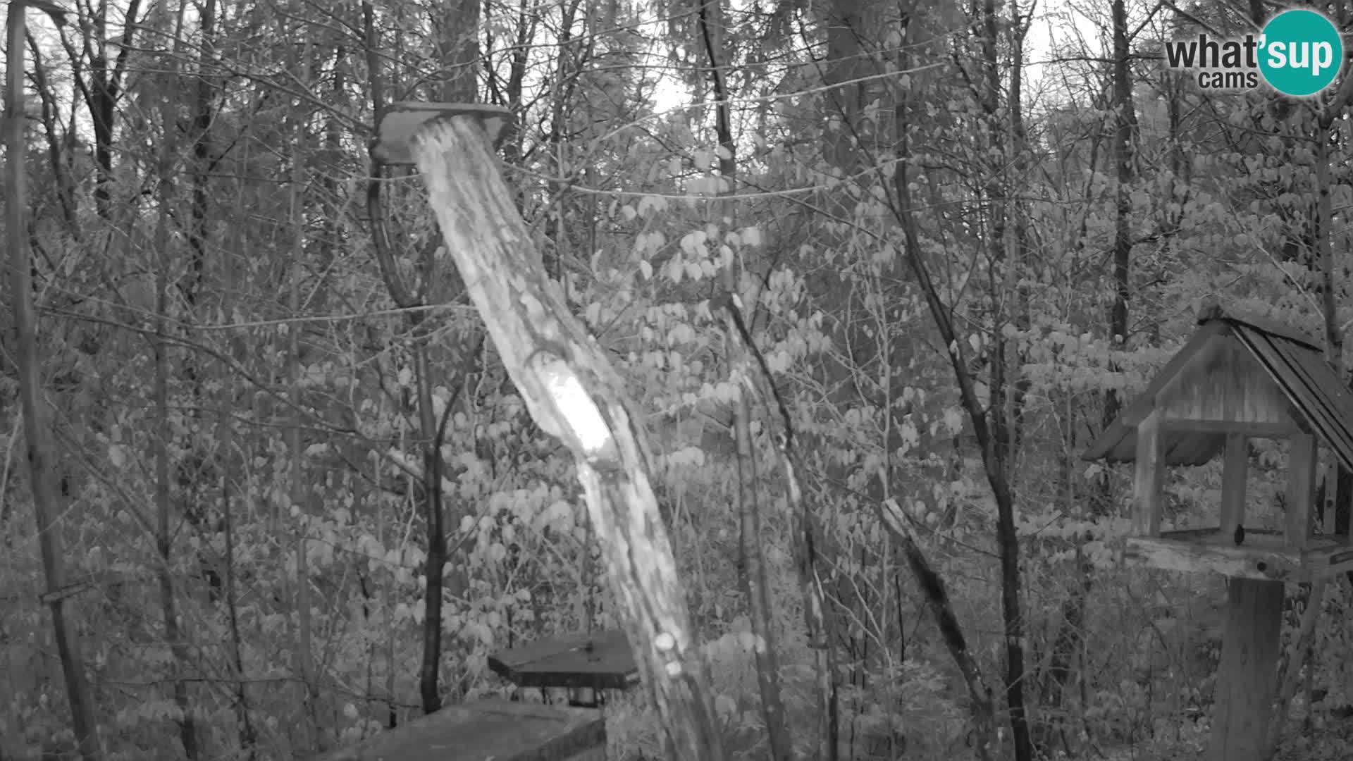 Bird feeders at ZOO Ljubljana webcam