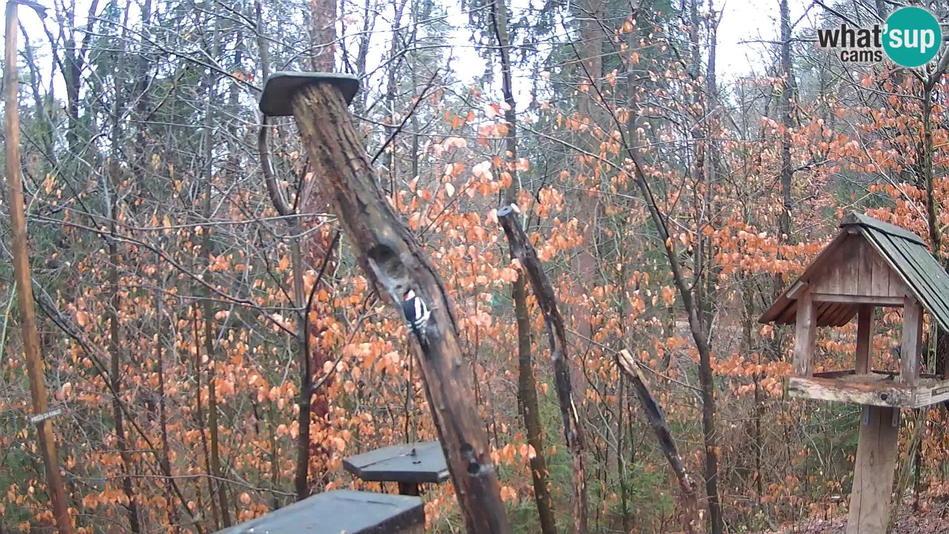 Mangeoires pour oiseaux au ZOO live webcam Ljubljana