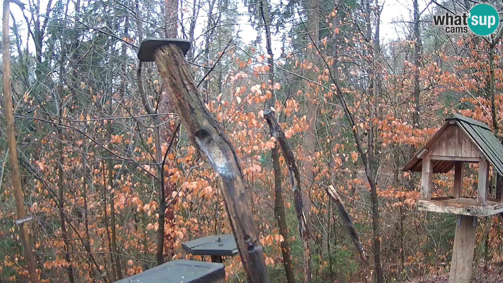 Vogelfutterhäuschen im ZOO webcam Ljubljana