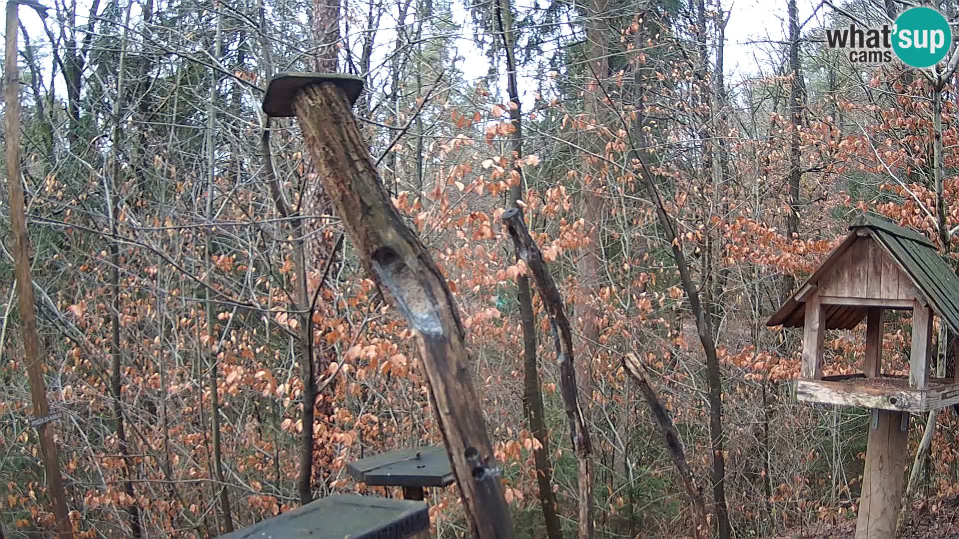 Mangeoires pour oiseaux au ZOO live webcam Ljubljana