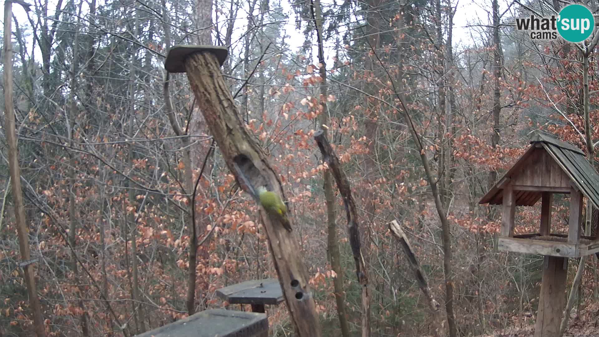 Comederos para pájaros en ZOO Ljubljana camera en vivo