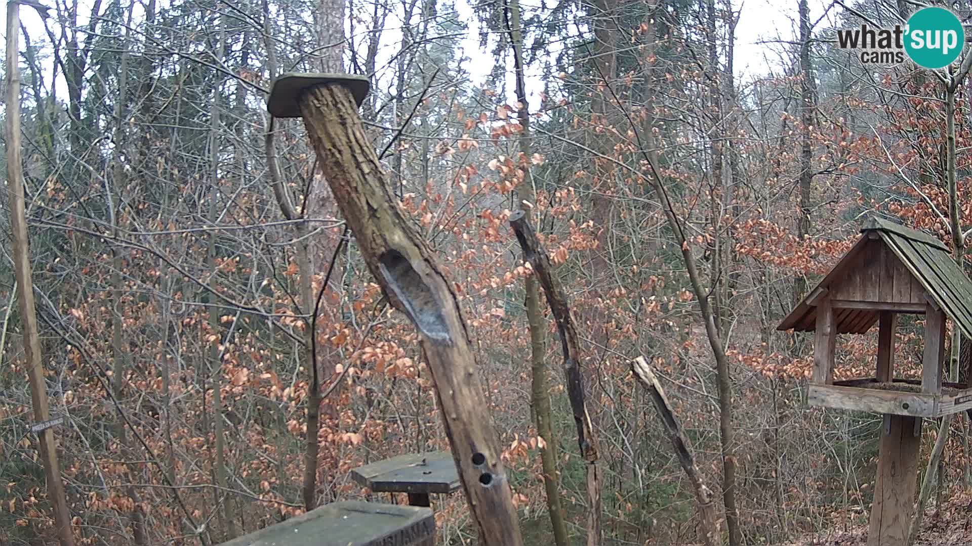 Bird feeders at ZOO Ljubljana webcam