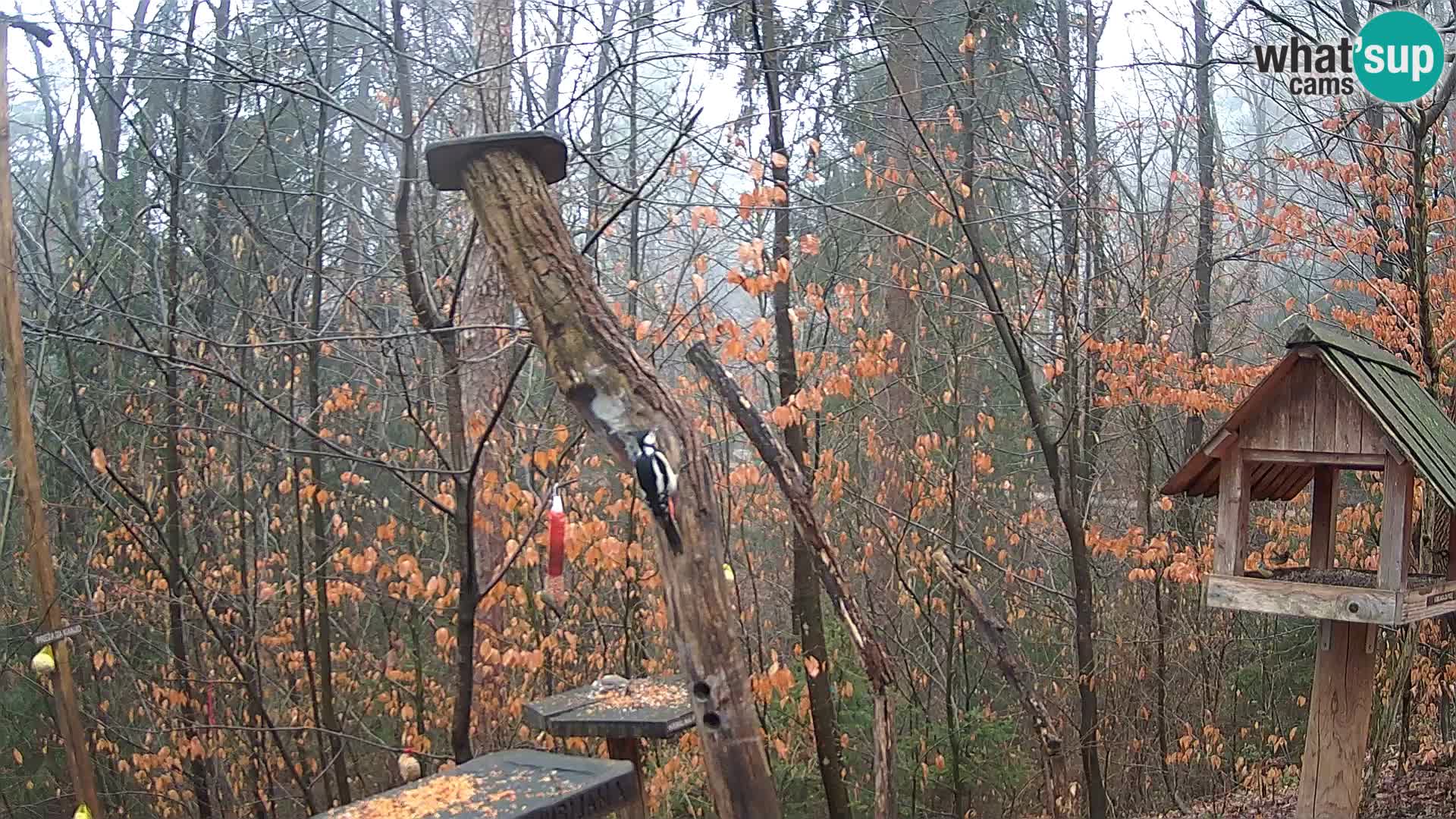 Mangeoires pour oiseaux au ZOO live webcam Ljubljana