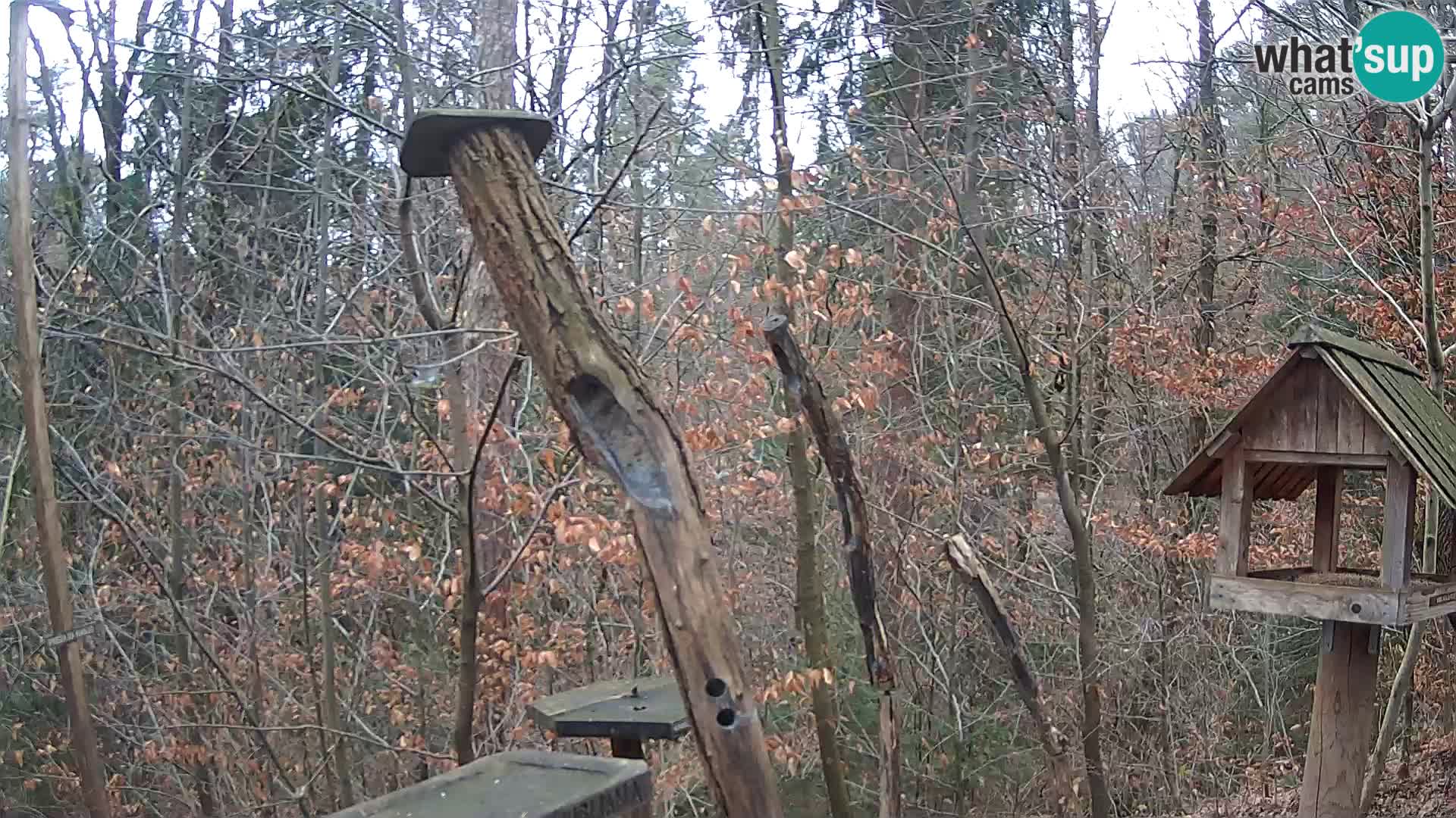 Mangeoires pour oiseaux au ZOO live webcam Ljubljana