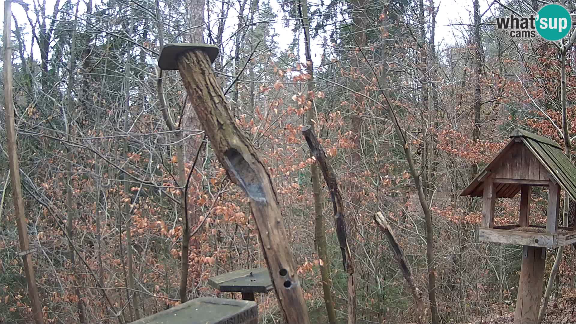 Comederos para pájaros en ZOO Ljubljana camera en vivo