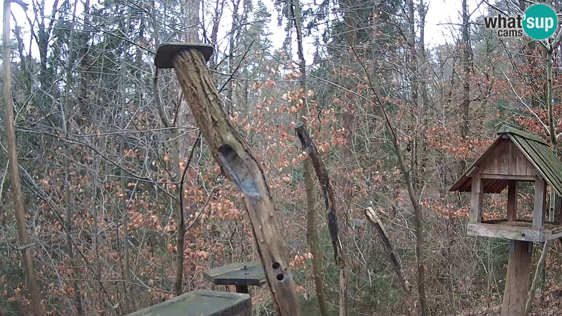 Bird feeders at ZOO Ljubljana webcam