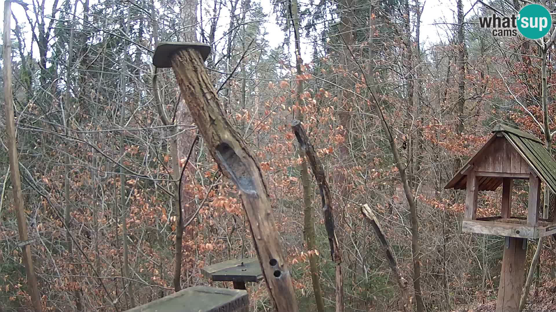 Vogelfutterhäuschen im ZOO webcam Ljubljana