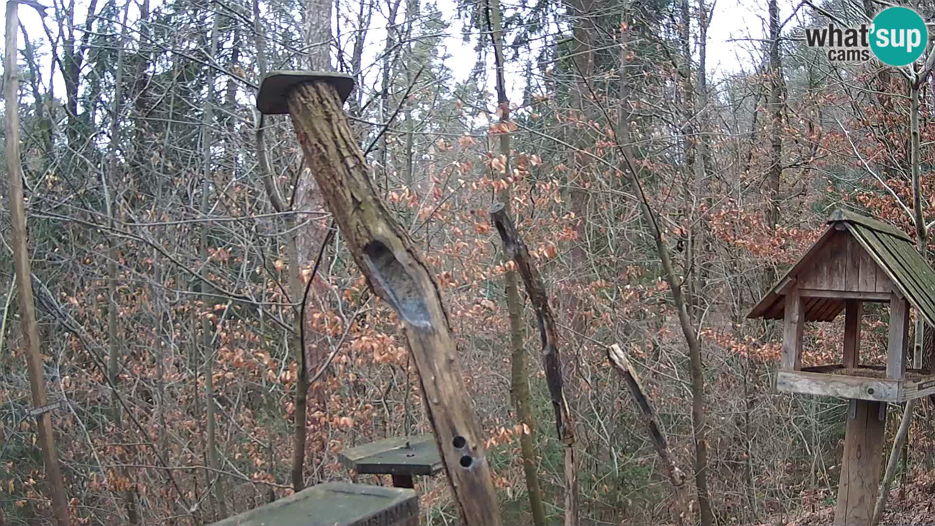 Vogelfutterhäuschen im ZOO webcam Ljubljana