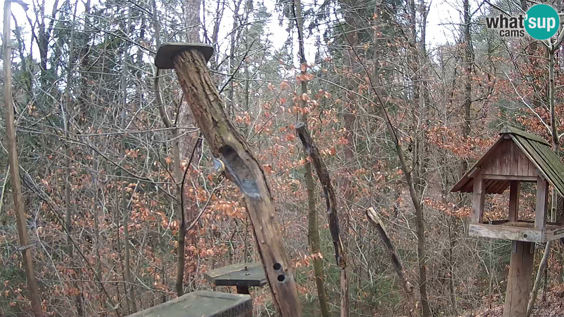 Krmilnice za ptiče v ZOO Ljubljana spletna kamera