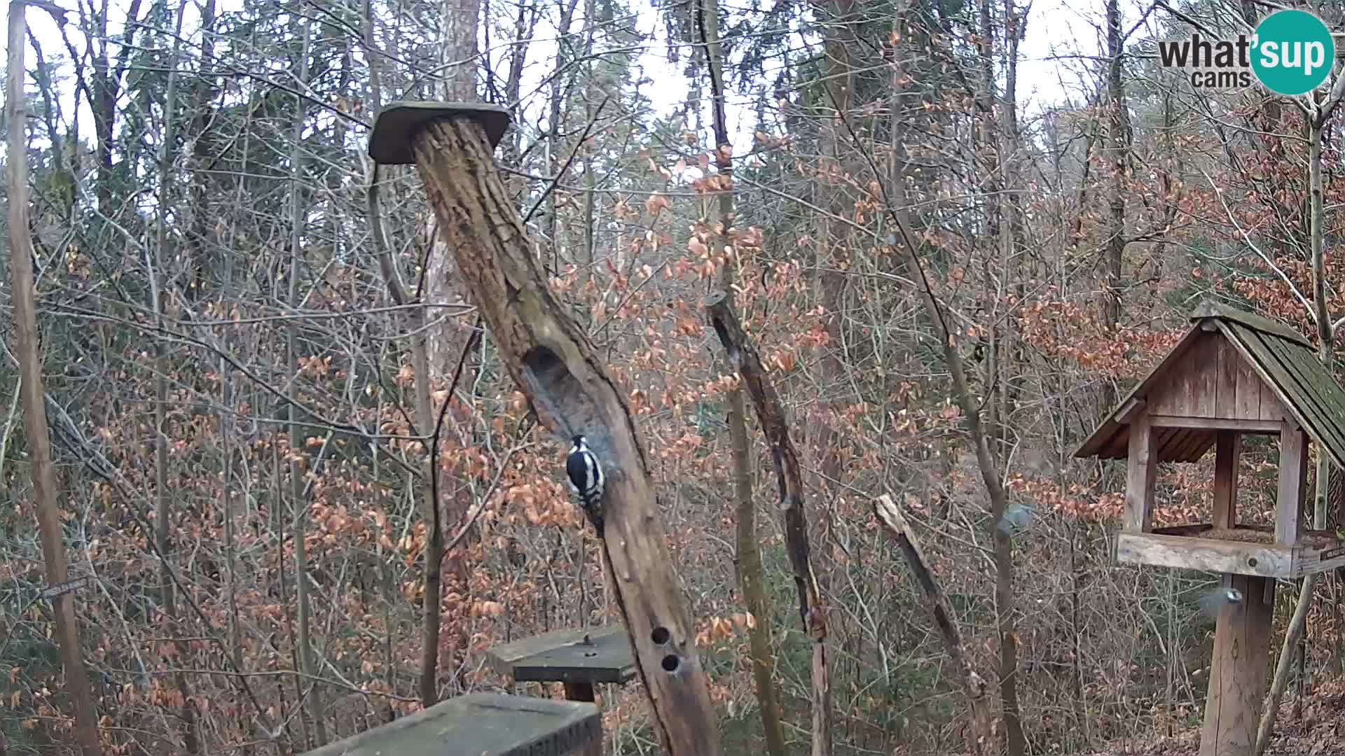 Comederos para pájaros en ZOO Ljubljana camera en vivo