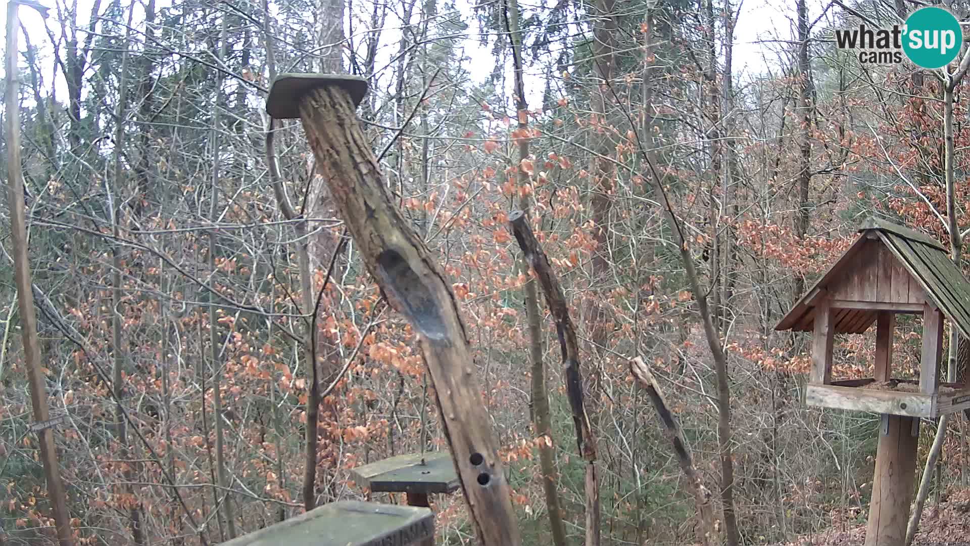 Mangeoires pour oiseaux au ZOO live webcam Ljubljana