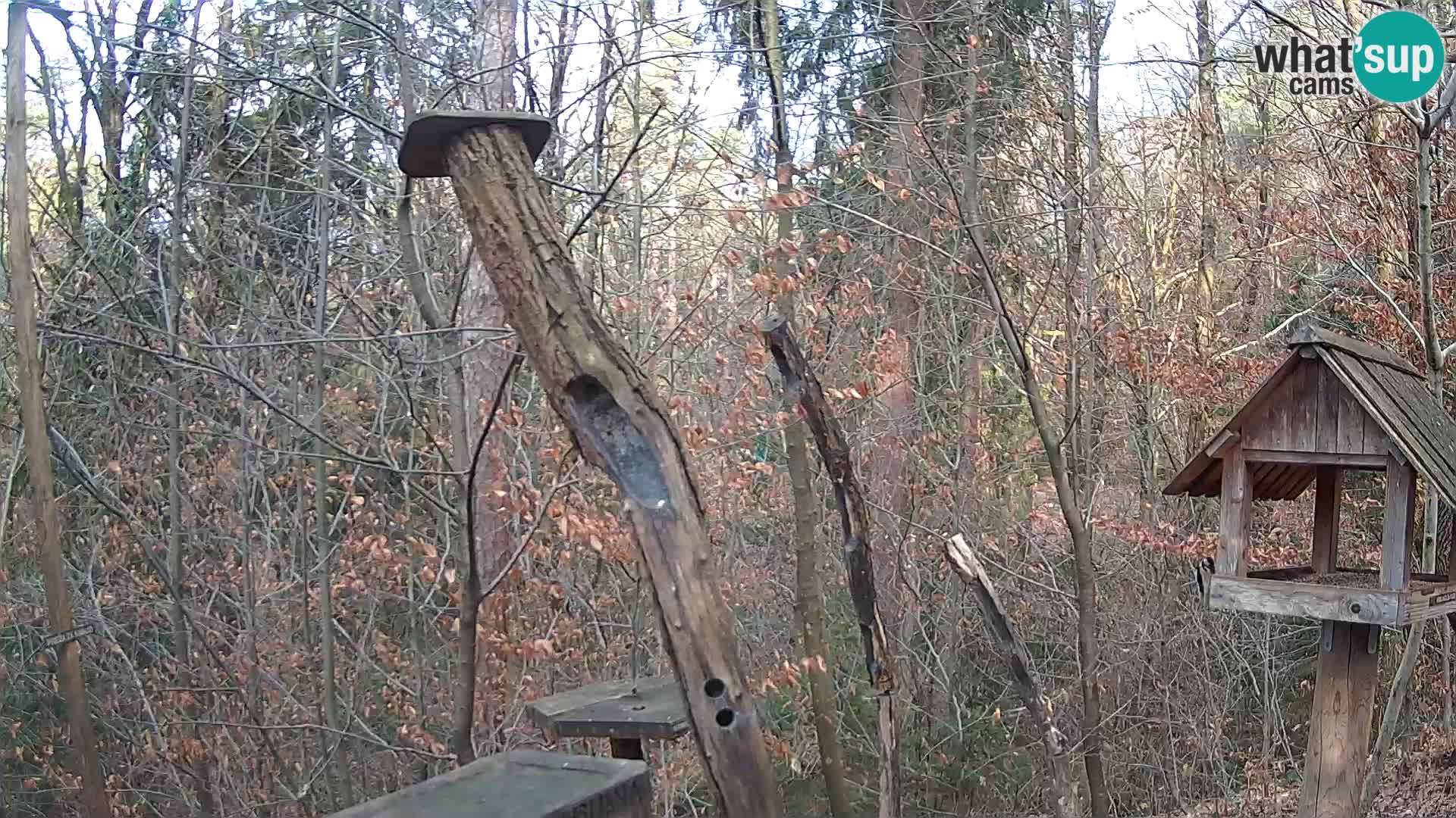 Comederos para pájaros en ZOO Ljubljana camera en vivo