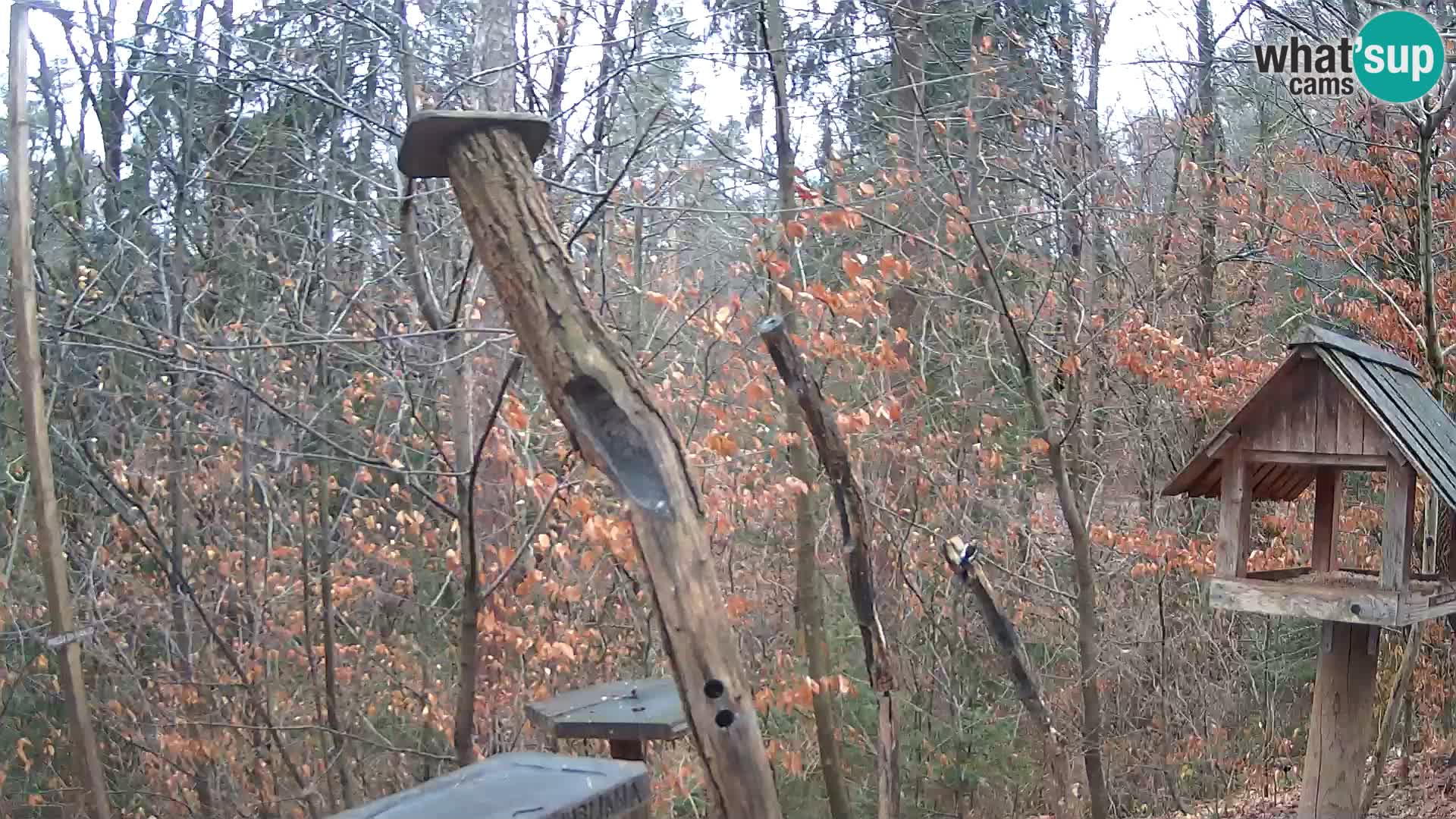 Bird feeders at ZOO Ljubljana webcam