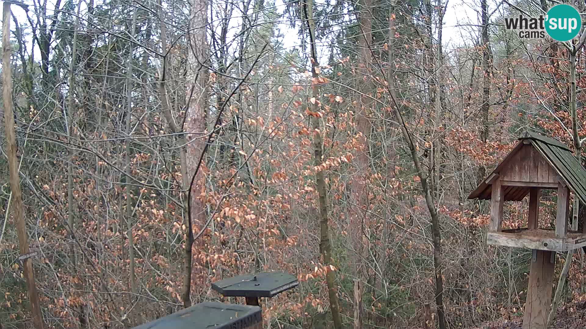 Vogelfutterhäuschen im ZOO webcam Ljubljana