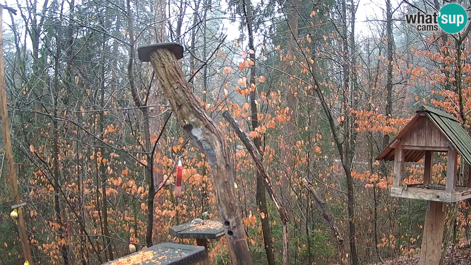 Bird feeders at ZOO Ljubljana webcam