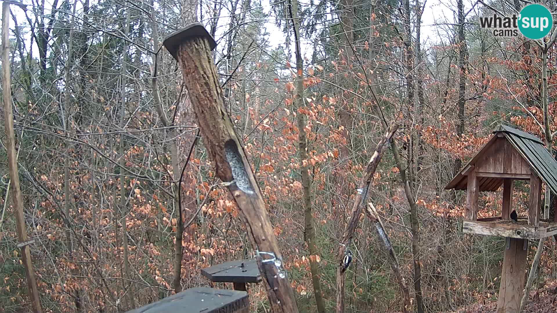 Krmilnice za ptiče v ZOO Ljubljana spletna kamera