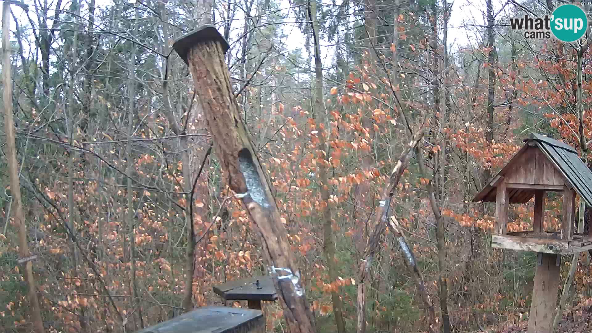 Bird feeders at ZOO Ljubljana webcam