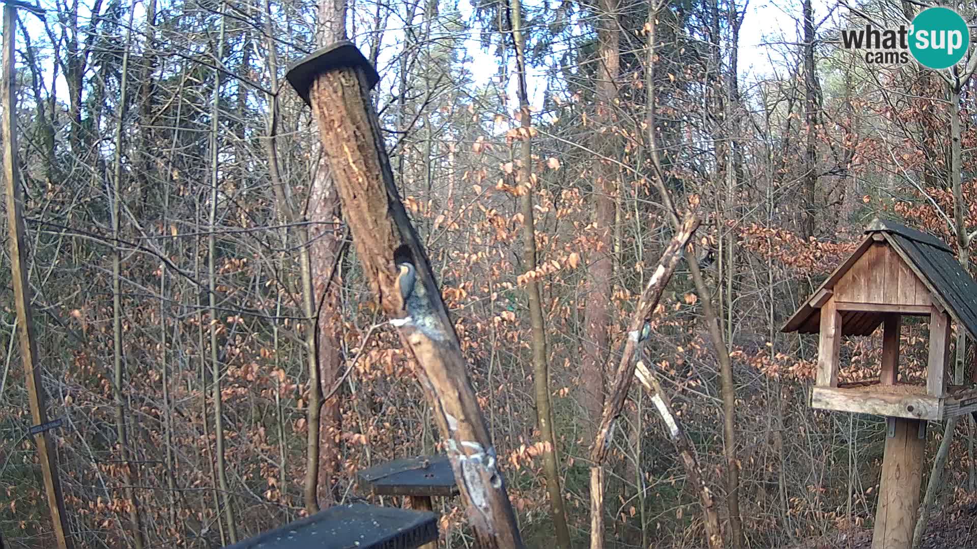 Bird feeders at ZOO Ljubljana webcam