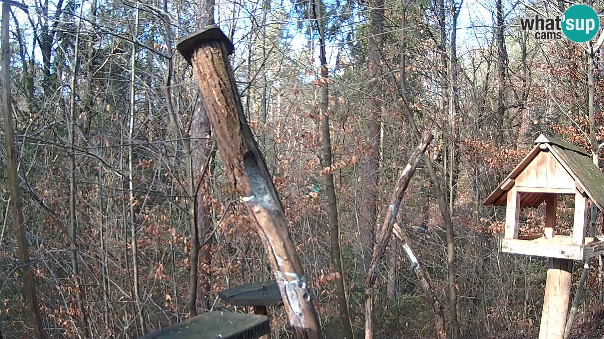 Mangeoires pour oiseaux au ZOO live webcam Ljubljana