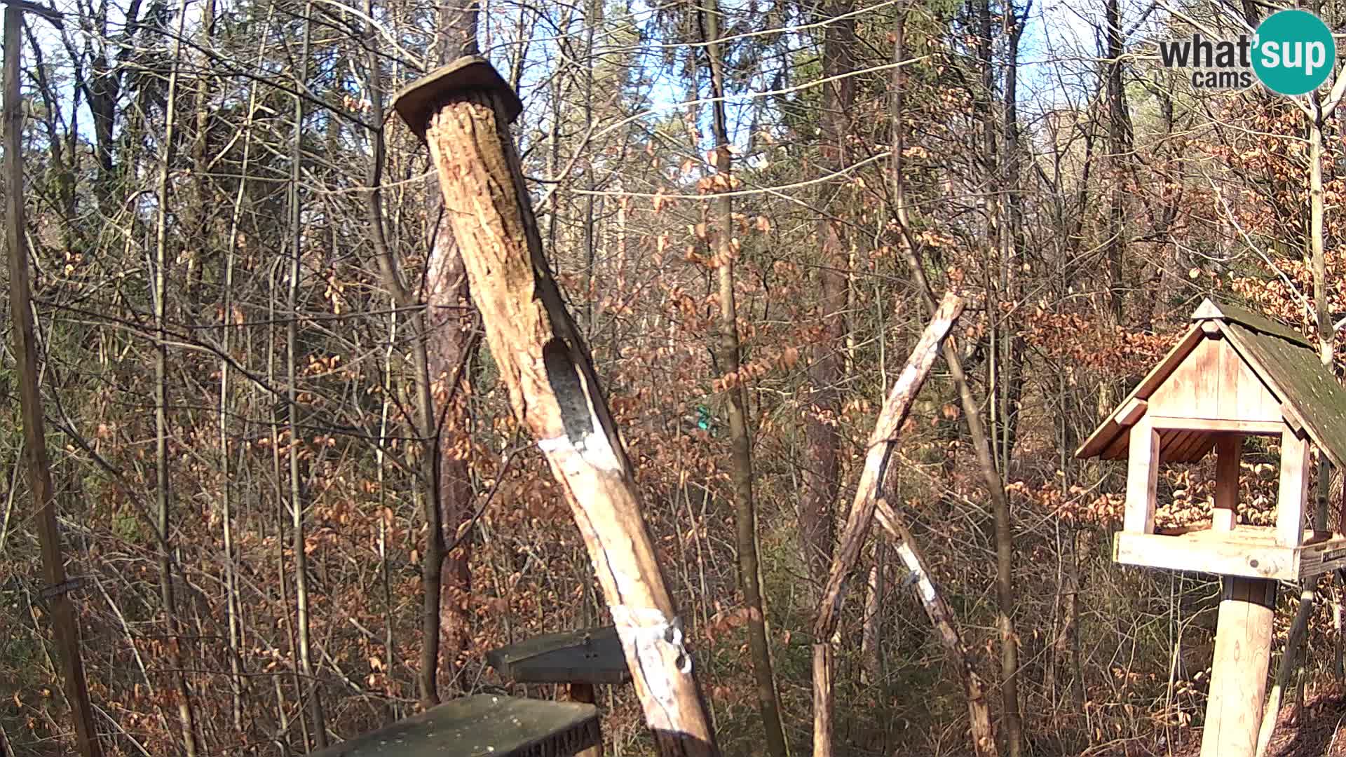 Comederos para pájaros en ZOO Ljubljana camera en vivo