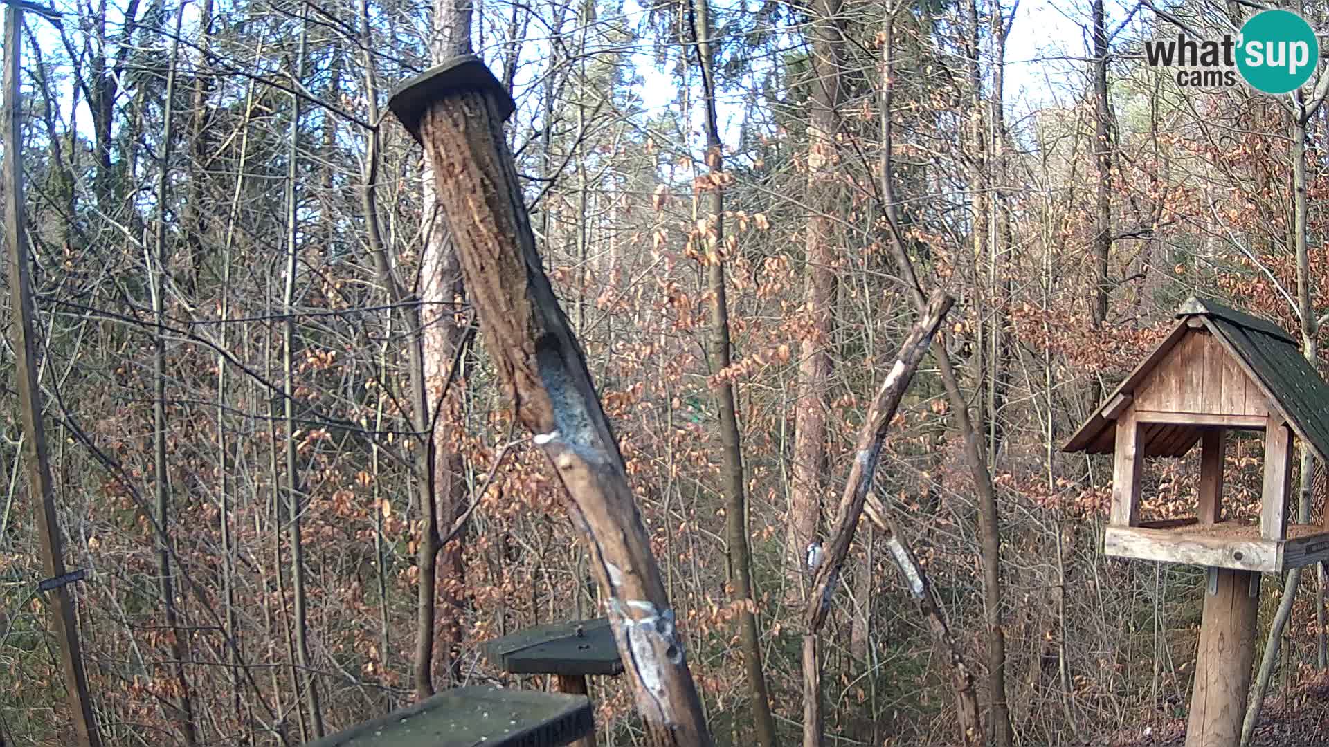 Bird feeders at ZOO Ljubljana webcam