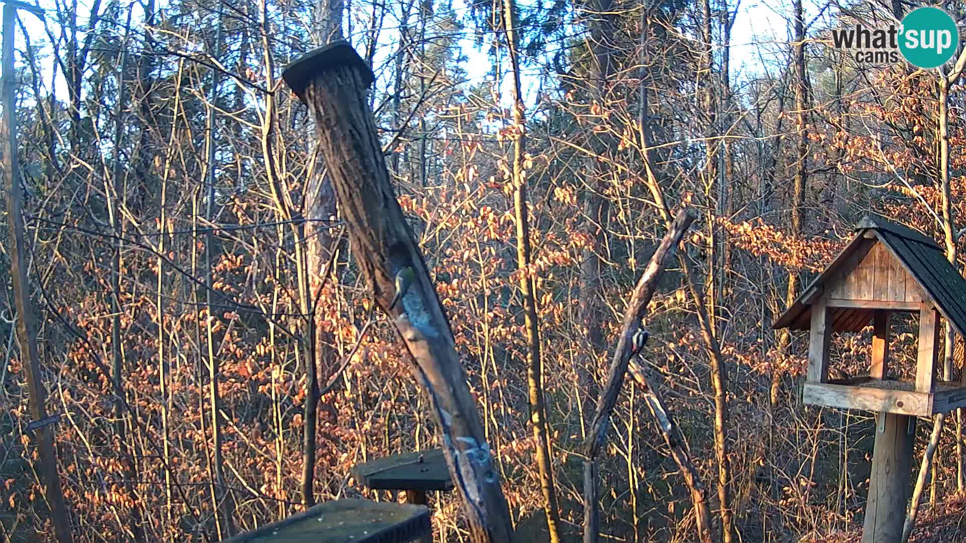 Bird feeders at ZOO Ljubljana webcam