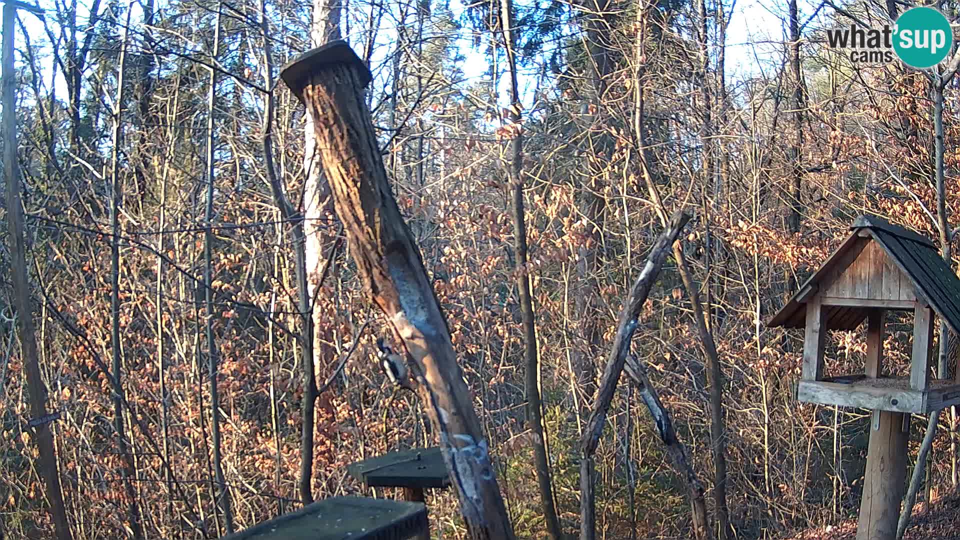 Bird feeders at ZOO Ljubljana webcam