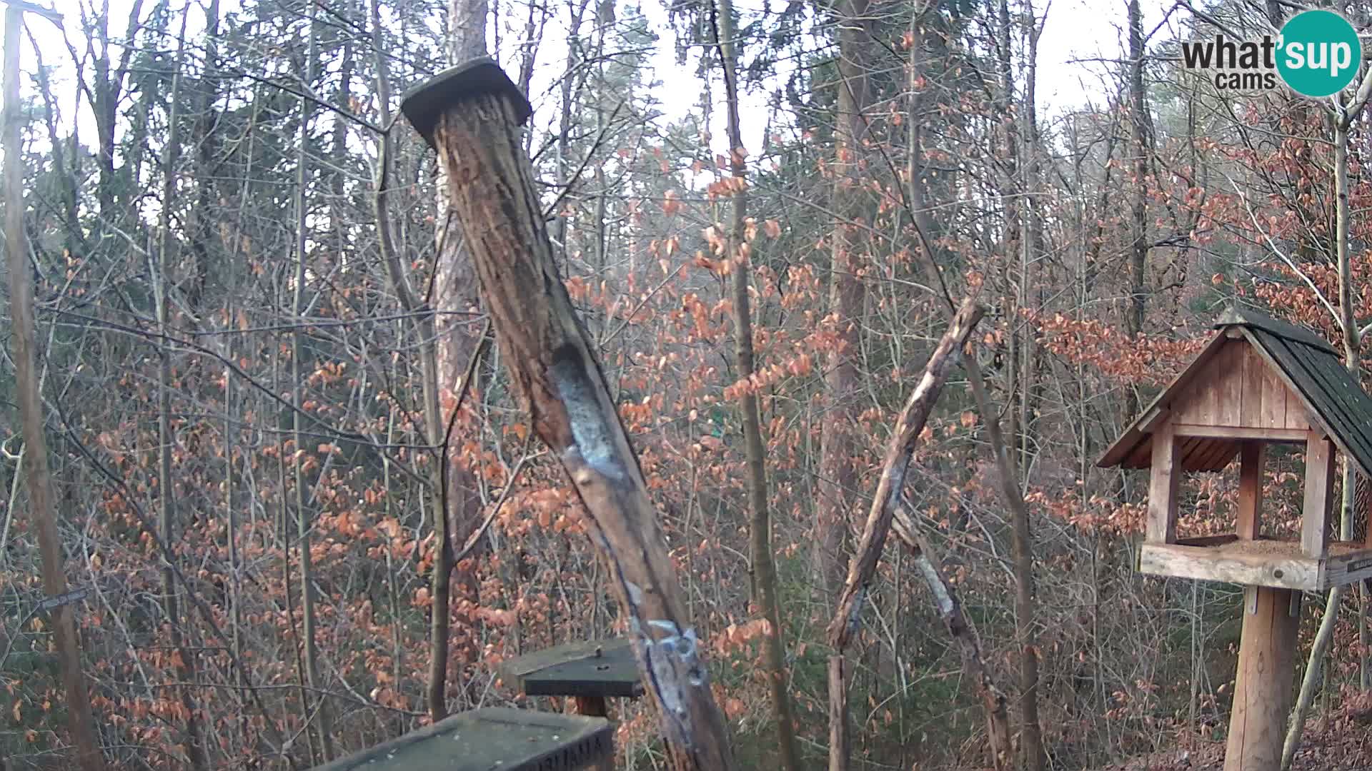 Bird feeders at ZOO Ljubljana webcam