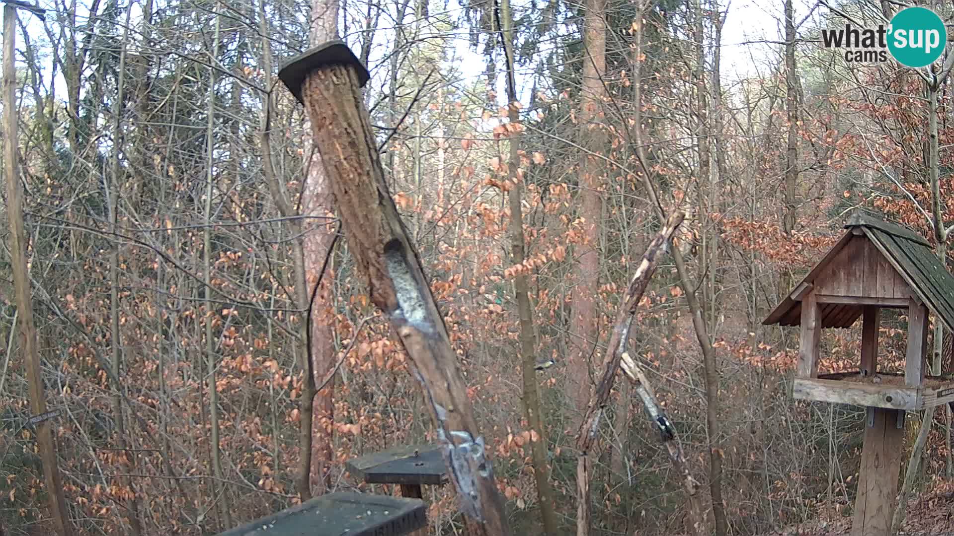 Bird feeders at ZOO Ljubljana webcam