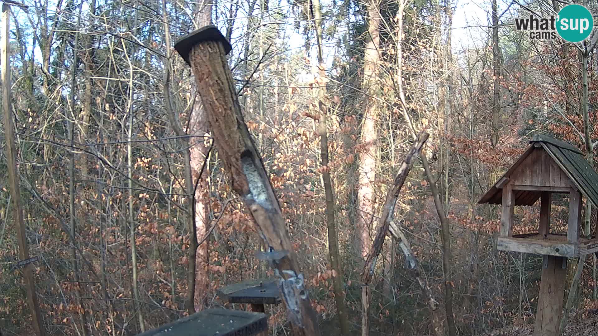 Bird feeders at ZOO Ljubljana webcam