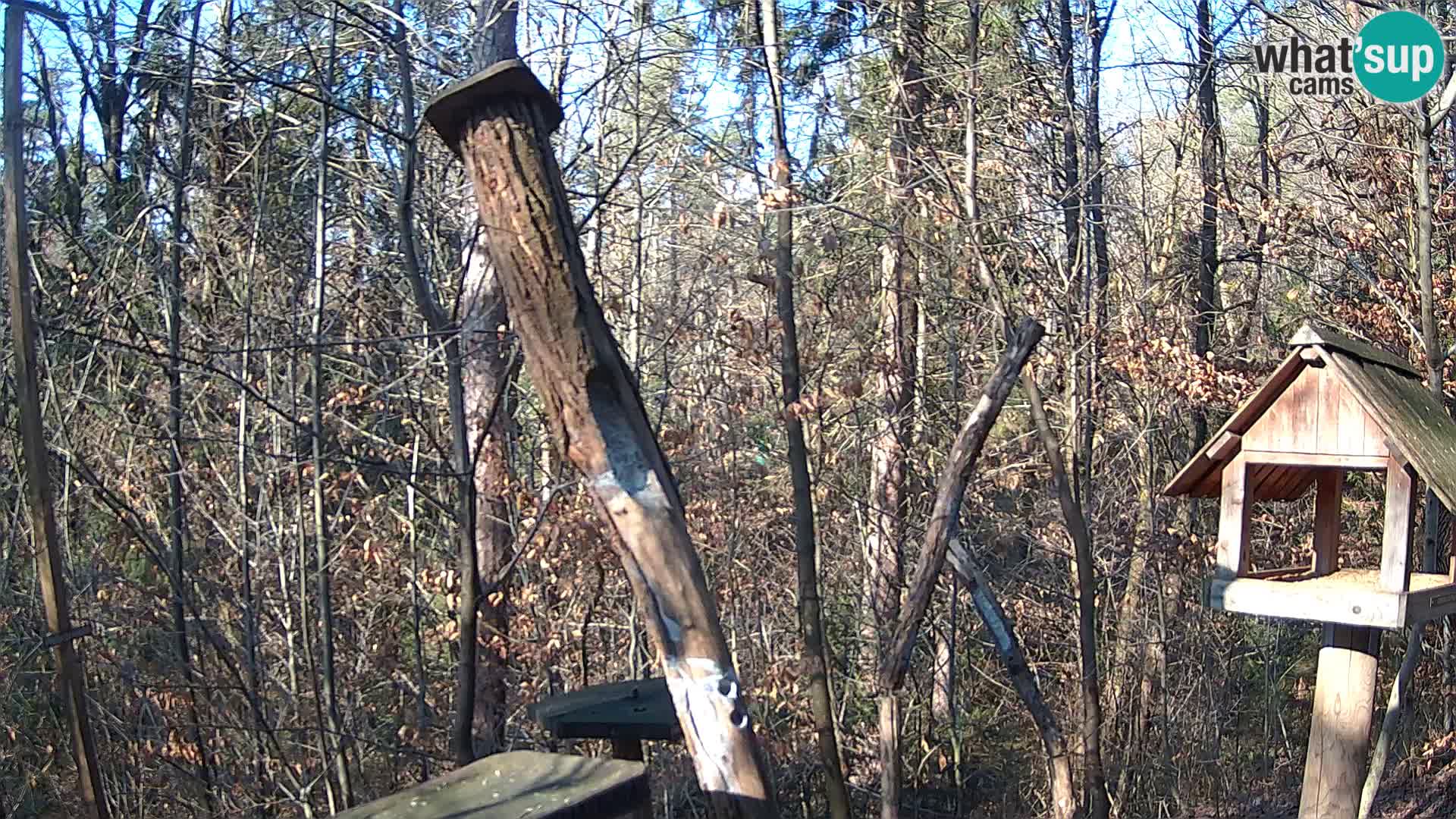 Bird feeders at ZOO Ljubljana webcam