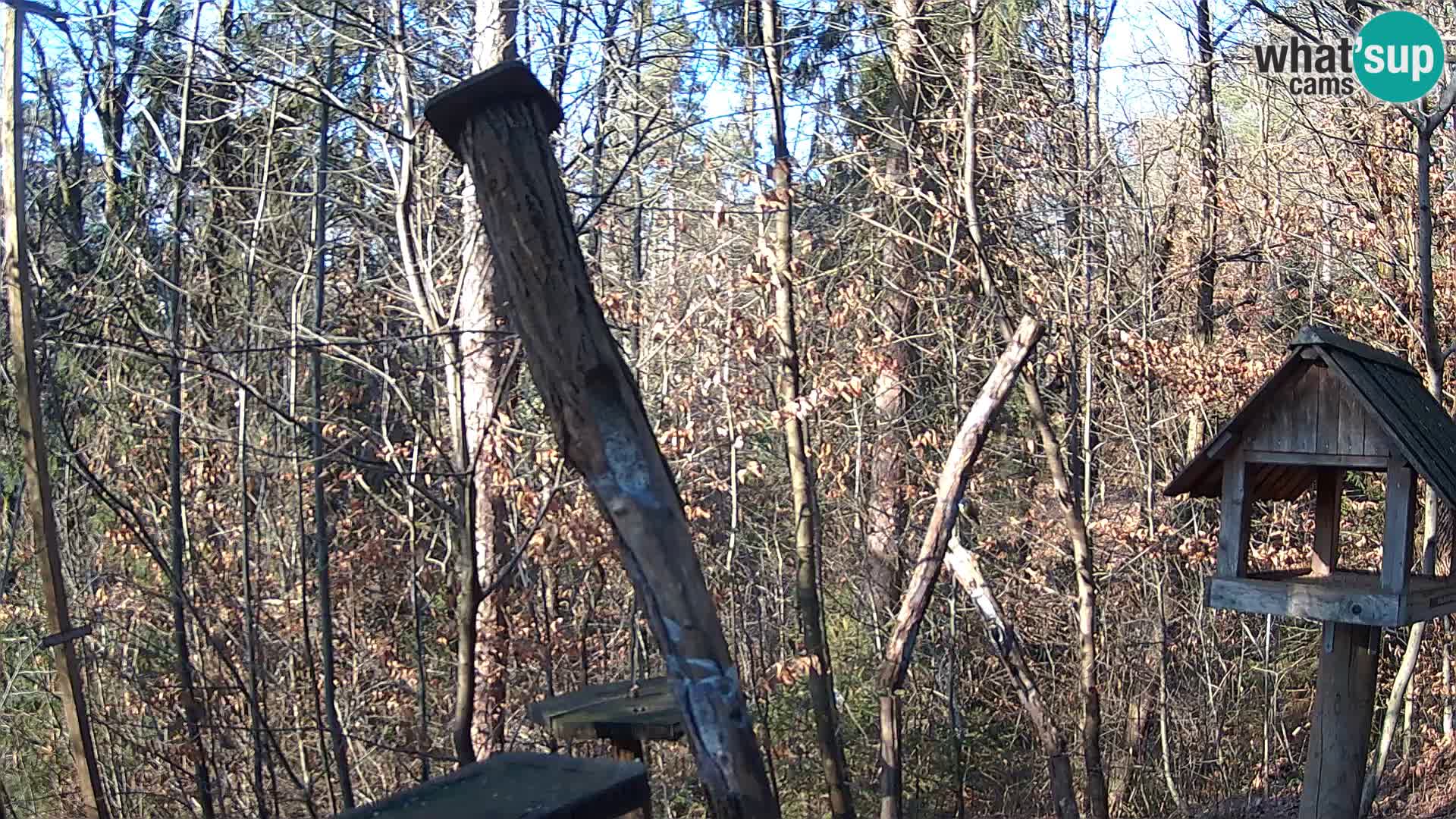 Bird feeders at ZOO Ljubljana webcam