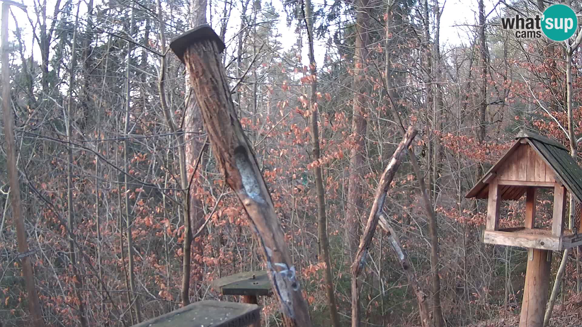 Mangeoires pour oiseaux au ZOO live webcam Ljubljana