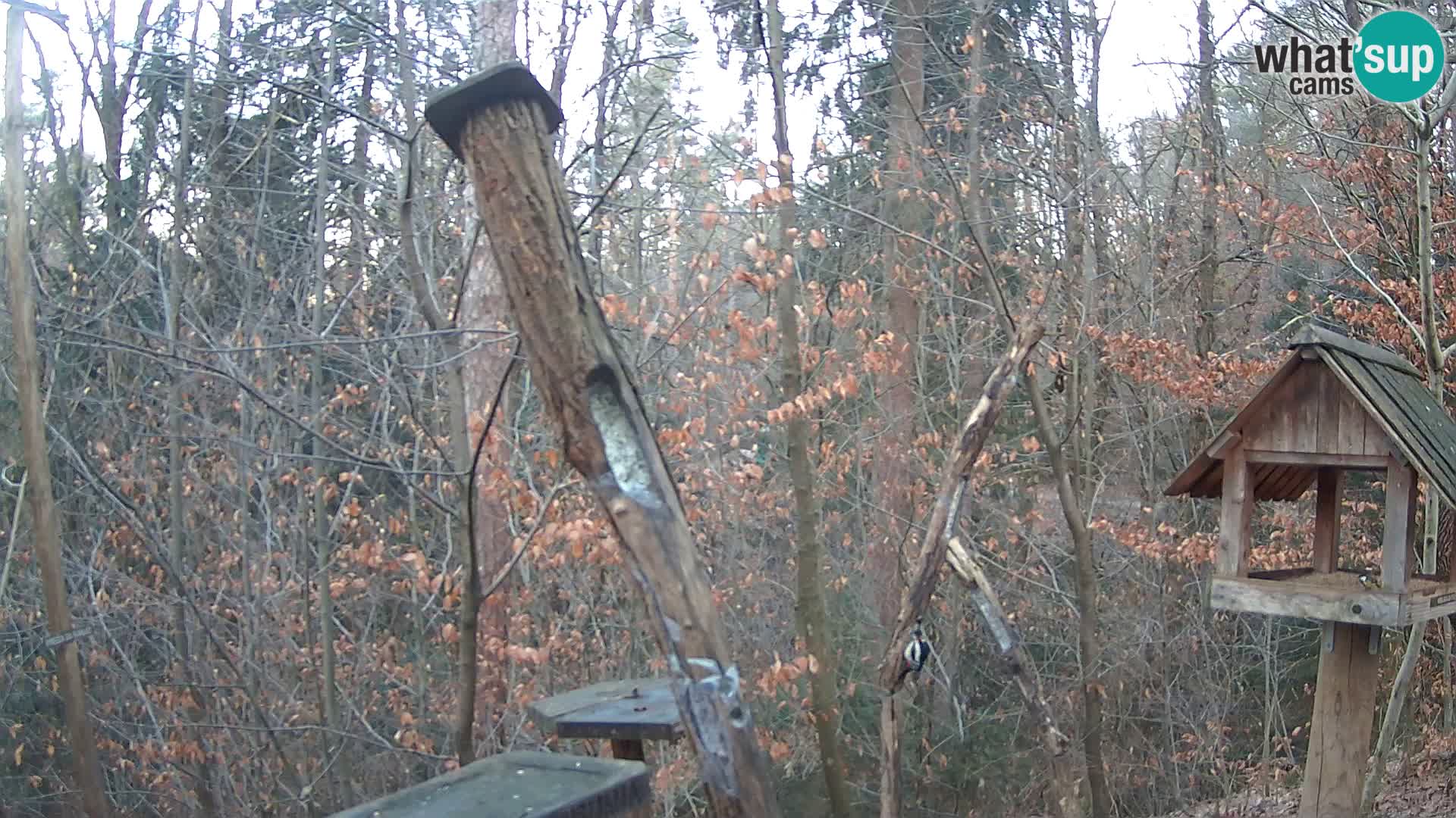 Bird feeders at ZOO Ljubljana webcam