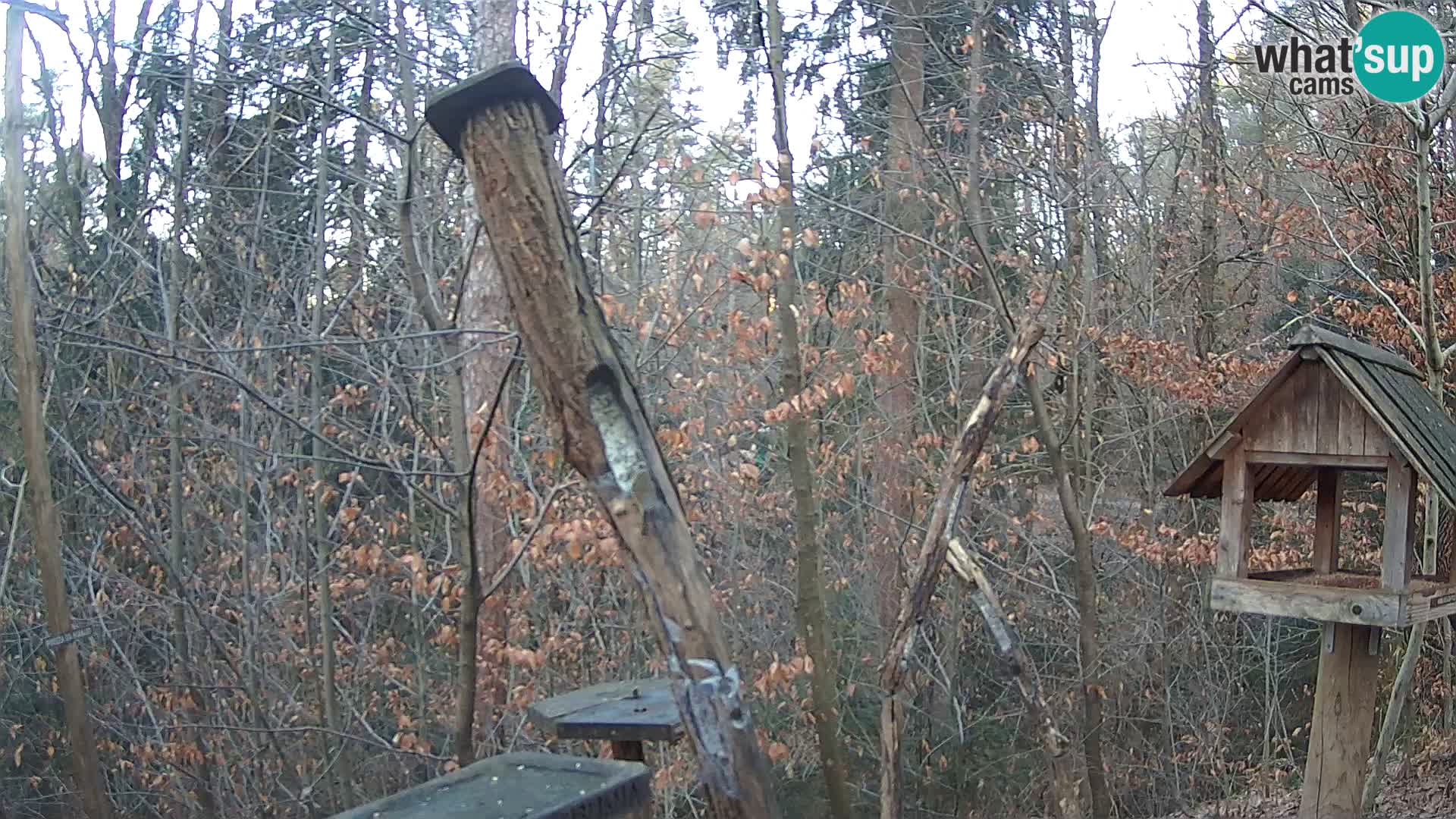 Mangeoires pour oiseaux au ZOO live webcam Ljubljana